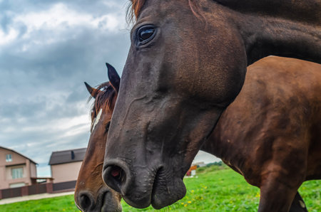 Head of brown horse in profile, close-up. Big shiny dark eye. Flies on horse's face. Horse breedingの写真素材