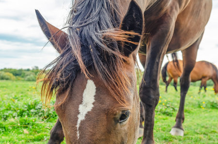 ?ead of brown horse grazing close-up. Mane, ears and white spot on forehead. Blurred backgroundの写真素材