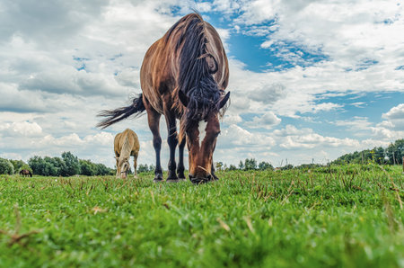 Brown horse with white spot on forehead grazes on grass in meadow. Gray background of cloudy skyの写真素材