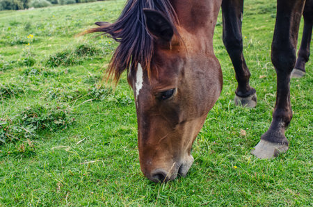 Head of brown horse grazing close-up. Mane, ears and a white spot on the forehead. horse hoovesの写真素材