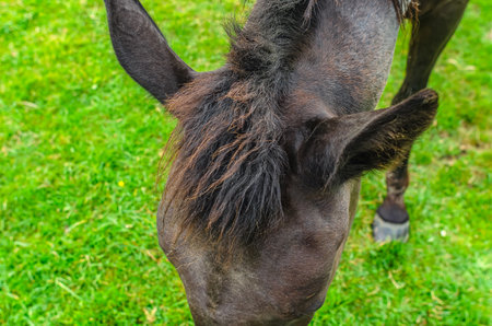 Close-up of head of black horse. Head, face, forehead, ear, mane. Detailed image of skin. Top viewの写真素材