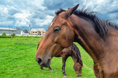 Head of brown horse in profile, close-up. Horses on flower meadow. Cumulus gray clouds backgroundの写真素材