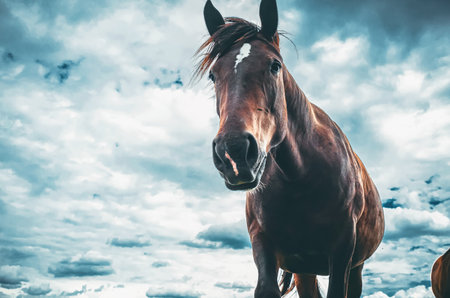 Horse portrait. Brown horse in nature against gray and white cloudy sky. Low angle. Magical photoの写真素材