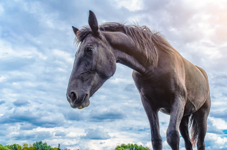 Horse portrait in profile. Brown horse in nature against gray and white cloudy sky. Charming photoの写真素材