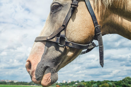 Profile head of white horse in harness against grass in meadow. Rural summer scene horse breedingの写真素材
