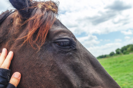 Profile of head of brown horse, close-up. Human hand on horse's face. Blurred background. Breedingの写真素材