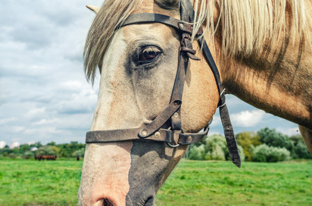 Profile head of white horse in harness against grass in meadow. Rural summer scene horse breedingの写真素材