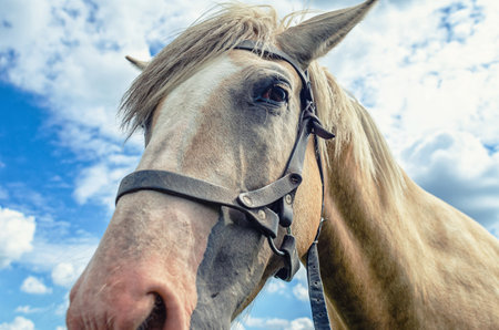 Horse head closeup, interesting animal against cloudy sky. View from below. Horse harness on muzzleの写真素材