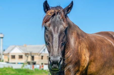 Horse portrait. Brown horse in nature against background of blurred houses and blue sky. Front viewの写真素材