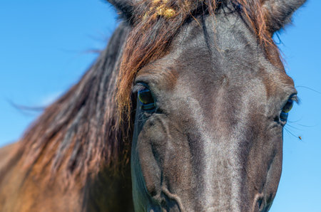 Look horse's dark eyes is brilliant. Head of black horse close-up. Flies on horse's face. blue skyの写真素材