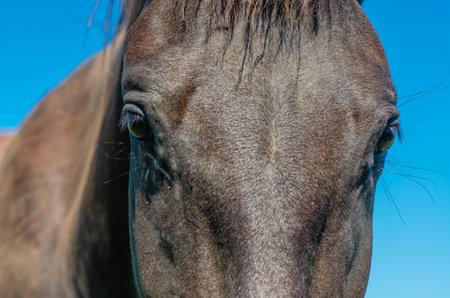 Look horse's dark eyes is brilliant. Head of black horse close-up. Flies on horse's face. blue skyの写真素材