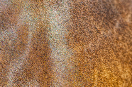 Brown skin on horse's back in full screen mode. Close-up of horse's back. Biology of animalsの写真素材