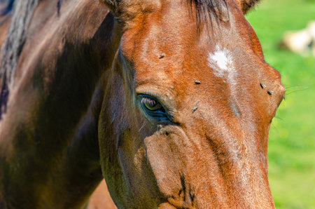 Head of brown horse in profile, close-up. Big shiny dark eye. Flies on horse's face. Horse breedingの写真素材