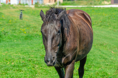 Front view of brown horse on pasture. Neglected horse mane, big belly. Veterinary concept.の写真素材