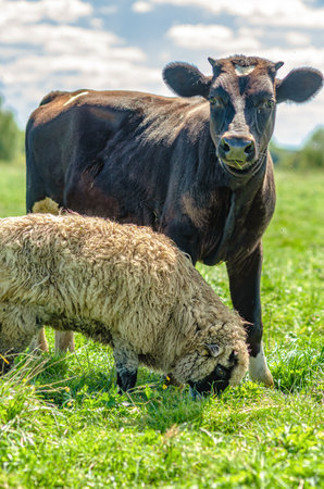 Bull calf and lamb graze in field. Breeding of horned animals in farms. Blue sky blurred backgroundの写真素材