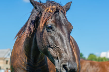 Horse portrait. Brown horse in nature against background of blurred houses and blue sky. Front viewの写真素材