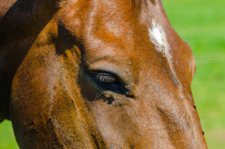 Big shiny dark eye. Head of brown horse in profile, close-up. Flies on horse's face. Horse breedingの写真素材