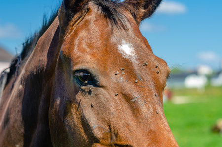 Head of brown horse with white spot on forehead. Flies sat on horse's face. Veterinary conceptの写真素材