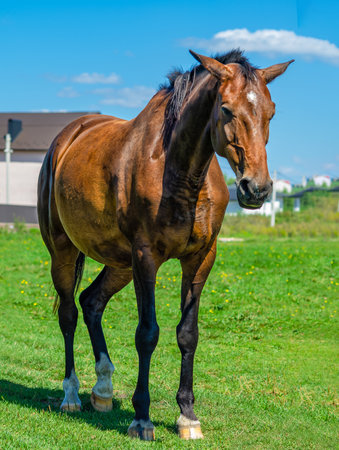 Horse portrait. Brown horse in nature against background of blurred houses and blue sky. Front viewの写真素材