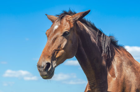 Horse portrait. Brown horse in nature against blue and white cloudy sky. Low angle. Charming photoの写真素材