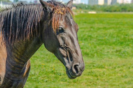 Head of brown horse in profile, close-up. Horses on green summer meadow. Blurred backgroundの写真素材