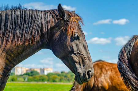 Head of brown horse in profile, close-up. Horses on green summer meadow. Blurred backgroundの写真素材