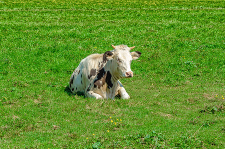 Spotted cow lies relaxed in flower green meadow, brown and white motley. Looks into cameraの写真素材