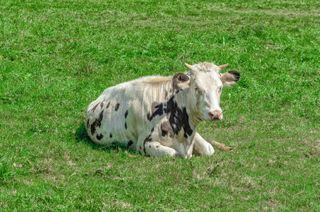 Spotted cow lies relaxed in flower green meadow, brown and white motley. Looks into cameraの写真素材
