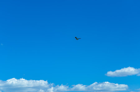 Clear blue sky with white clouds and flying bird. Concept of freedom and unlimited. Copy spaceの写真素材