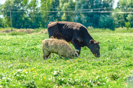 Bull calf and lamb graze in field. Breeding horned animals in farms. Green trees blurred backgroundの写真素材