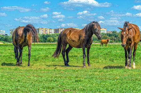 Brown horses grazing in meadow. Herd of horses. Looks into camera. Blurred city and cumulus cloudsの写真素材