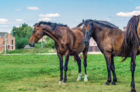 Herd horses standing in countryside, not far from city. Cumulus white clouds background. Farm lifeの写真素材