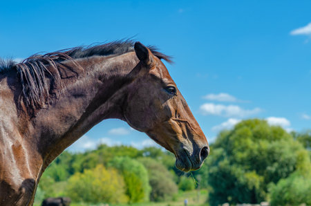 Side view head shot of a brown racehorse stallion against blue sky. Portrait of horse in profileの写真素材