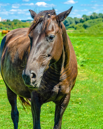 Front view of brown horse on pasture. Neglected horse mane, big belly. Veterinary concept.の写真素材