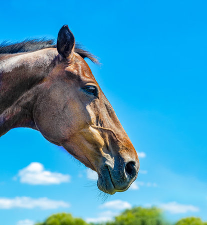 Side view head shot of a brown racehorse stallion against blue sky. Portrait of horse in profileの写真素材