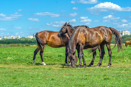 Herd of horses grazing in countryside, not far from city. Three horses feed green grass. Farm lifeの写真素材