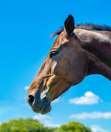 Side view head shot of a brown racehorse stallion against blue sky. Portrait of horse in profileの写真素材