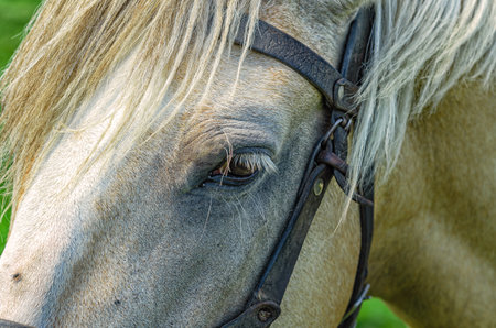 Profile of face of white horse in harness. Horses eye close up. Rural scene of horse ridingの写真素材