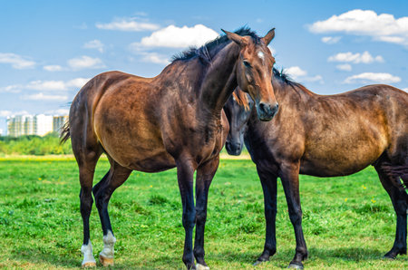 Brown horses grazing in meadow. Two horses. Looks into camera. Blurred city and cumulus clouds