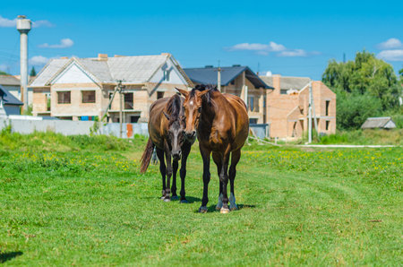 Two horses. Brown horses grazing in meadow. Looks into camera. Blurred city and cumulus cloudsの写真素材