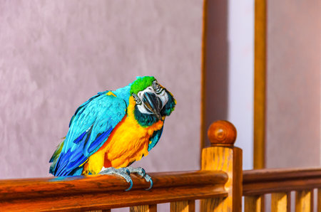 Macaw parrot with colorful plumage sits on a railing in a house against a wall backgroundの写真素材