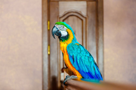Macaw parrot with colorful plumage sits on a railing in a house against a wall backgroundの写真素材
