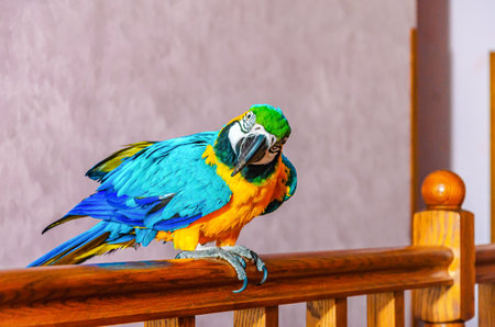 Macaw parrot with colorful plumage sits on a railing in a house against a wall backgroundの写真素材