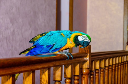 Macaw parrot with colorful plumage sits on a railing in a house against a wall backgroundの写真素材