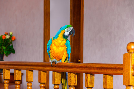 Macaw parrot with colorful plumage sits on a railing in a house against a wall backgroundの写真素材