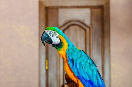 Macaw parrot with colorful plumage sits on a railing in a house against a wall backgroundの写真素材