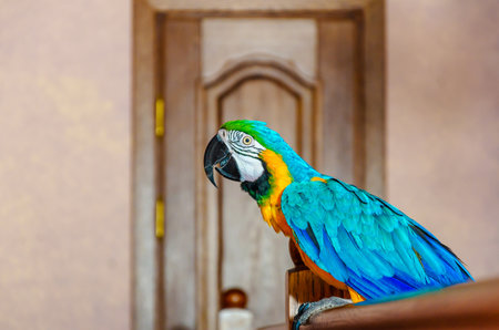 Macaw parrot with colorful plumage sits on a railing in a house against a wall backgroundの写真素材