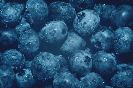 Close-up image of a ripe blueberry covered with water drops. Background of fresh blue blueberriesの写真素材