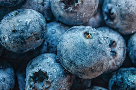 Macro image of ripe blueberries covered with water drops. Background of fresh blueberriesの写真素材