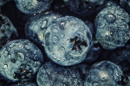 Close-up image of ripe blueberries covered with water drops. Background fresh purple blueberriesの写真素材
